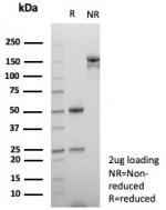 SDS-PAGE analysis of purified, BSA-free NUT family member 1 antibody (clone SNUPN/7363R) as confirmation of integrity and purity.