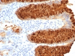 IHC staining of FFPE human stomach tissue with Estrogen Inducible Protein pS2 antibody (clone TF/7768). HIER: boil tissue sections in pH 9 10mM Tris with 1mM EDTA for 20 min and allow to cool before testing.