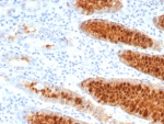 IHC staining of FFPE human stomach tissue with Estrogen Inducible Protein pS2 antibody (clone TF/7770). HIER: boil tissue sections in pH 9 10mM Tris with 1mM EDTA for 20 min and allow to cool before testing.
