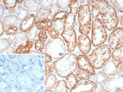 IHC staining of FFPE human kidney tissue with Cadherin 16 antibody (clone CDH16/2449). HIER: boil tissue sections in pH 9 10mM Tris with 1mM EDTA for 20 min and allow to cool before testing.