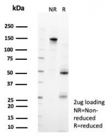 SDS-PAGE analysis of purified, BSA-free ZFP90 antibody (clone PCRP-ZFP90-1C5) as confirmation of integrity and purity.
