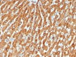 IHC staining of FFPE human liver tissue with Haptoglobin antibody (clone HP/4815). HIER: boil tissue sections in pH 9 10mM Tris with 1mM EDTA for 20 min and allow to cool before testing.