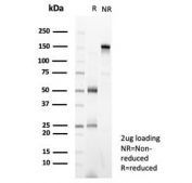 SDS-PAGE analysis of purified, BSA-free Zinc finger protein 232 antibody (clone PCRP-ZNF232-1D5) as confirmation of integrity and purity.