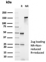SDS-PAGE analysis of purified, BSA-free GFAP antibody (clone GFAP/6882) as confirmation of integrity and purity.