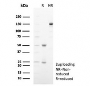 SDS-PAGE analysis of purified, BSA-free SIGLEC10 antibody (clone SIGLEC10/7583) as confirmation of integrity and purity.