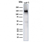 Western blot testing of human THP-1 cell lysate with CD31 antibody (clone PECAM1/3533). Expected molecular weight: 83-130 kDa depending on level of glycosylation.