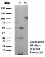 SDS-PAGE analysis of purified, BSA-free CD31 antibody (clone rPECAM1/8830) as confirmation of integrity and purity.