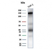 Western blot testing of human THP-1 cell lysate with CD31 antibody (clone C31/8242R). Expected molecular weight: 83-130 kDa depending on level of glycosylation.