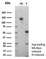 SDS-PAGE analysis of purified, BSA-free PECAM-1 antibody (clone C31/8593R) as confirmation of integrity and purity.
