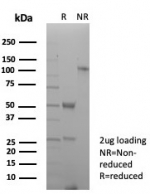 SDS-PAGE analysis of purified, BSA-free PECAM-1 antibody (clone C31/8828R) as confirmation of integrity and purity.