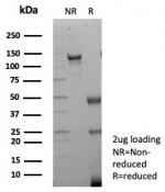 SDS-PAGE analysis of purified, BSA-free PECAM-1 antibody (clone C31/8831R) as confirmation of integrity and purity.