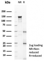SDS-PAGE analysis of purified, BSA-free RBFOX3 antibody (clone NEUN/8096R) as confirmation of integrity and purity.