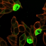 Immunofluorescent staining of PFA-fixed human HeLa cells with ZNF690 / ZSCAN29 antibody (clone PCRP-ZNF846-1E12) followed by goat anti-mouse IgG-CF488 (green); Red = CF640R phalloidin.