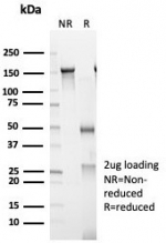 SDS-PAGE analysis of purified, BSA-free CD23 antibody (clone FCER2/6893) as confirmation of integrity and purity.