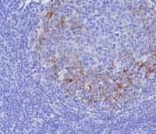 IHC staining of FFPE human tonsil tissue with CD23 antibody (clone FCER2/8237R). HIER: boil tissue sections in pH 9 10mM Tris with 1mM EDTA for 20 min and allow to cool before testing.