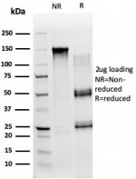 SDS-PAGE analysis of purified, BSA-free CD54 / ICAM-1 antibody (clone ICAM1/6606) as confirmation of integrity and purity.