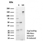SDS-PAGE analysis of purified, BSA-free ERCC1 antibody (clone ERCC1/7597) as confirmation of integrity and purity.