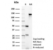 SDS-PAGE analysis of purified, BSA-free Bax antibody (clone BAX/8960R) as confirmation of integrity and purity.