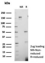 SDS-PAGE analysis of purified, BSA-free KIF2C antibody (clone KIF2C/6526) as confirmation of integrity and purity.