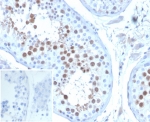 IHC staining of FFPE human testis tissue with KNSL6 antibody (clone KIF2C/6529) at 2ug/ml. Inset: PBS used in place of primary Ab (secondary Ab negative control). HIER: boil tissue sections in pH 9 10mM Tris with 1mM EDTA for 20 min and allow to cool before testing.