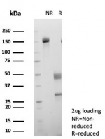 SDS-PAGE analysis of purified, BSA-free KIF2C antibody (clone KIF2C/6528) as confirmation of integrity and purity.