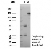 SDS-PAGE analysis of purified, BSA-free KIF2C antibody (clone KIF2C/4705) as confirmation of integrity and purity.