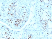IHC staining of FFPE human testis tissue with Kinesin like protein 6 antibody (clone KIF2C/6520) at 2ug/ml. HIER: boil tissue sections in pH 9 10mM Tris with 1mM EDTA for 20 min and allow to cool before testing.