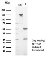 SDS-PAGE analysis of purified, BSA-free S100 calcium-binding protein A13 antibody (clone S100A13/7482) as confirmation of integrity and purity.