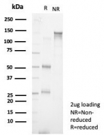 SDS-PAGE analysis of purified, BSA-free S100A13 antibody (clone S100A13/7483) as confirmation of integrity and purity.