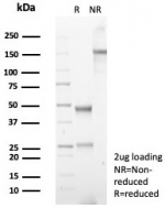 SDS-PAGE analysis of purified, BSA-free COX2 antibody (clone rCOX2/6996) as confirmation of integrity and purity.