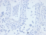 Negative control: IHC testing of FFPE human testis tissue with CD21 antibody (clone CR2/6683) at 2ug/ml. HIER: boil tissue sections in pH 9 10mM Tris with 1mM EDTA for 20 min and allow to cool before testing.