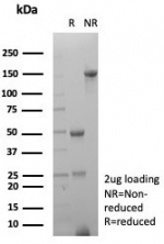 SDS-PAGE analysis of purified, BSA-free Prostein antibody (clone SLC45A3/7648) as confirmation of integrity and purity.