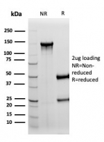SDS-PAGE analysis of purified, BSA-free S100B antibody (clone S100B/4152) as confirmation of integrity and purity.