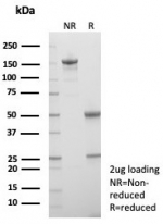 SDS-PAGE analysis of purified, BSA-free Langerin antibody (clone LGRN/7430) as confirmation of integrity and purity.