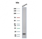 Western blot testing of human kidney tissue lysate with FABP1 antibody (clone FABP1/4519). Predicted molecular weight ~14 kDa.