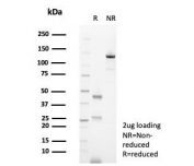 SDS-PAGE analysis of purified, BSA-free CD138 antibody (clone SDC1/7177) as confirmation of integrity and purity.