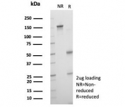 SDS-PAGE analysis of purified, BSA-free Nucleolin antibody (clone NCL/7743) as confirmation of integrity and purity.