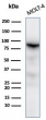 Western blot testing of human MOLT-4 cell lysates using XRCC5 / Ku86 / Ku80 antibody (clone XRCC5/7316).