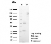 SDS-PAGE analysis of purified, BSA-free GBX2 antibody (clone GBX2/7235) as confirmation of integrity and purity.