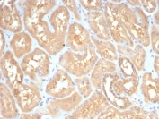 IHC staining of FFPE human kidney tissue with GBX2 antibody (clone GBX2/7235). HIER: boil tissue sections in pH 9 10mM Tris with 1mM EDTA for 20 min and allow to cool before testing.