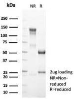 SDS-PAGE analysis of purified, BSA-free MutL Homolog 1 antibody (clone MLH1/7560) as confirmation of integrity and purity.