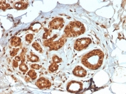 IHC staining of FFPE human breast tissue with Lactotransferrin antibody (clone LTF/4074). HIER: boil tissue sections in pH 9 10mM Tris with 1mM EDTA for 20 min and allow to cool before testing.