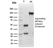 SDS-PAGE analysis of purified, BSA-free LTF antibody (clone LTF/4077) as confirmation of integrity and purity.