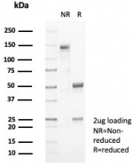 SDS-PAGE analysis of purified, BSA-free CD10 antibody (clone MME/8281R) as confirmation of integrity and purity.