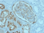 IHC staining of FFPE human kidney tissue with CD10 antibody (clone MME/4236). HIER: boil tissue sections in pH 9 10mM Tris with 1mM EDTA for 20 min and allow to cool before testing.