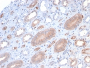 IHC staining of FFPE human kidney with S100P antibody (clone S100P/7373). HIER: boil tissue sections in pH 9 10mM Tris with 1mM EDTA for 20 min and allow to cool before testing.