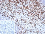 IHC staining of FFPE human tonsil tissue with LEF1 antibody (clone rLEF1/8854). Inset: PBS instead of primary. Secondary antibody negative control.