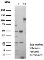 SDS-PAGE analysis of purified, BSA-free Lymphoid enhancer-binding factor 1 antibody (clone LEF1/8629R) as confirmation of integrity and purity.
