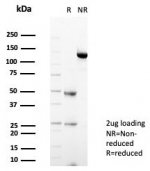 SDS-PAGE analysis of purified, BSA-free Stimulator of interferon genes protein antibody (clone STING1/7434) as confirmation of integrity and purity.