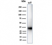 Western blot testing of human Raji cell lysate with CD74 antibody (clone CLIP/7192). Expected molecular weight: 33-43 kDa.
